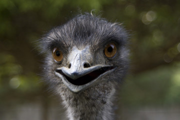 ostrich