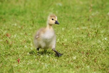 Baby goose