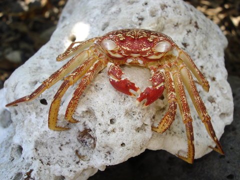 Spooky Hawaiian Crab