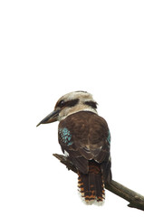 Kookaburra