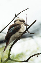 Kookaburra