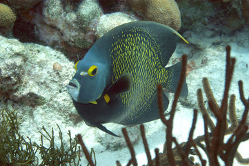 French Angelfish, Bonaire.