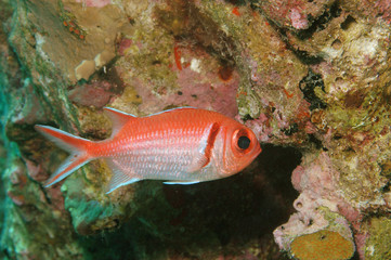 Blackbar Soldierfish, Bonaire.