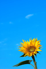 Yellow sunflower and blue sky II