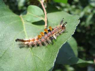 caterpillar