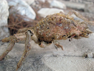 sea crab