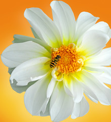 weiße Blüte 01