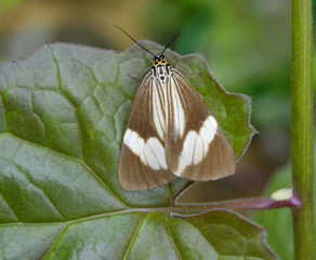 Naklejka premium Tiny winged insect(moth)