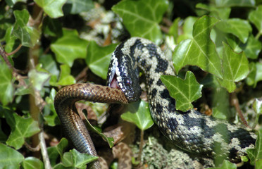 adders fighting