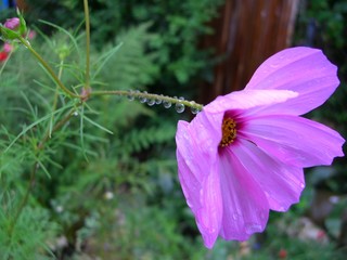 Regentropfen am Stängel einer Cosmea