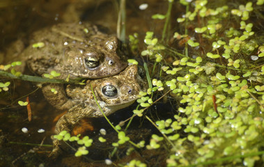 natterjack toads
