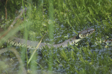 grass snake