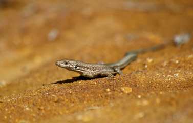 lizard