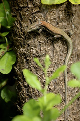 lizard climbing on tree