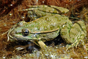 grenouille