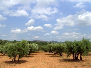 Olivenbaum 12