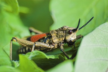 Cricket