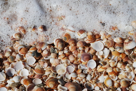 Sea shels