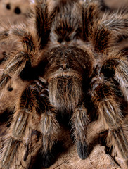 chile rose tarantula