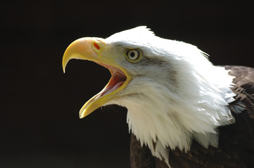 bald eagle