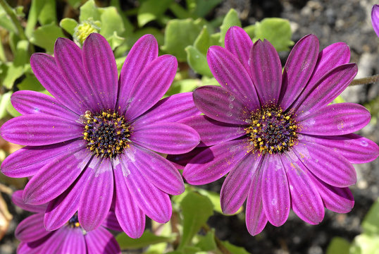 fleurs osteopermum violettes