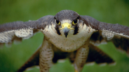 Naklejka premium peregrine falcon