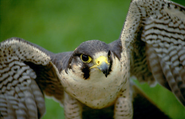 peregrine falcon