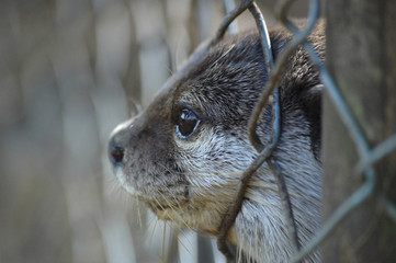 caged otter