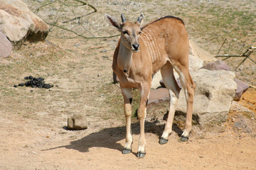 Kuduweibchen
