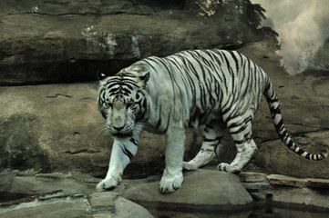 white tiger