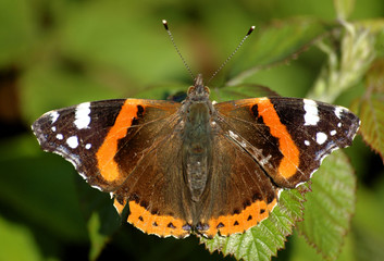 Fototapeta na wymiar butterfly red admiral