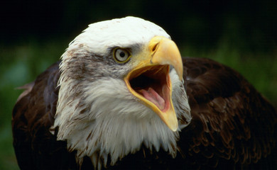 bald eagle shouting