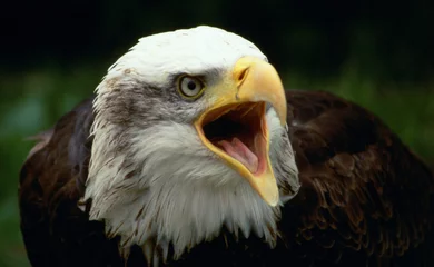 Crédence en verre imprimé Aigle bald eagle shouting