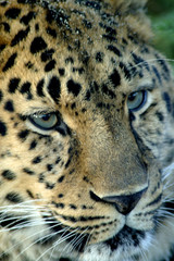 Obraz na płótnie Canvas leopard