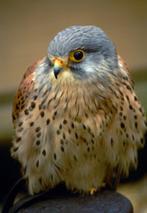 common kestrel