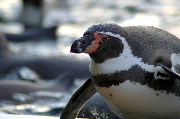penguin