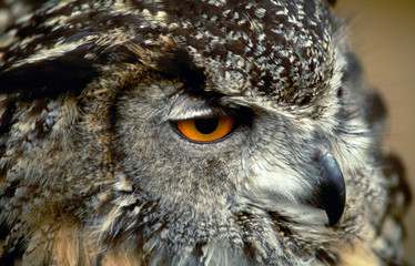 owl