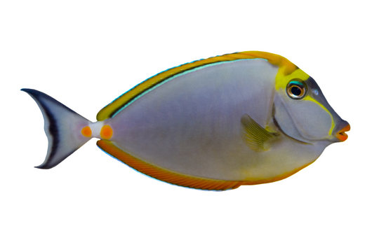 Tropical Fish Naso Tang isolated on white