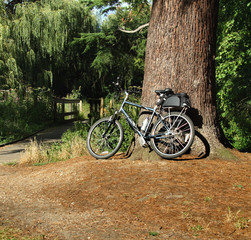Fototapeta na wymiar Bike propped against a tree in a woodland clearing