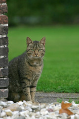 house cat in garden