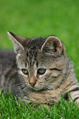 kitten lying in grass