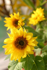 Obraz premium sunflowers