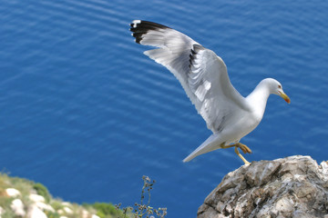 Fototapeta na wymiar seagull landing on rock