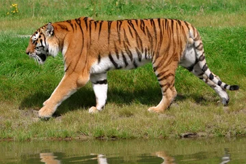 Crédence de cuisine en verre imprimé Tigre tiger