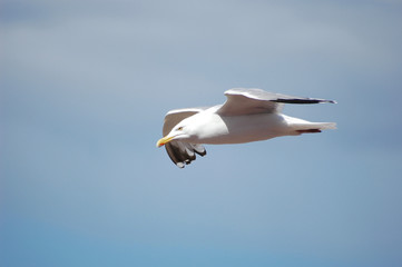 Seagull in flight 1