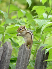chipmunk