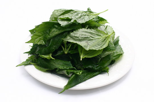 Edible Korean Perilla Leaves