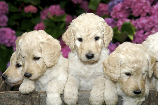 Sweet Little Golden Labradoodle puppies