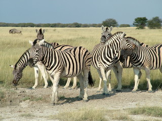 Fototapeta na wymiar Zebry przy wodopoju w Etosha Pan w Namibii Afryki