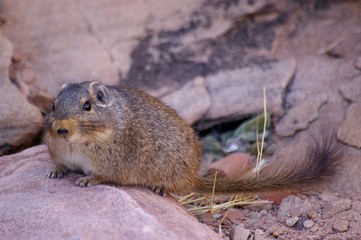 African Rock-Rat (Petromus typicus) sur un rocher
